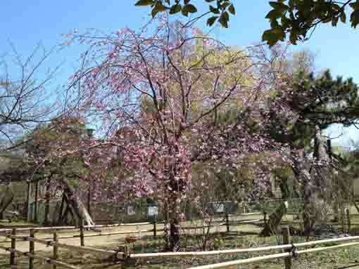 真間山弘法寺のピンク色のしだれ桜