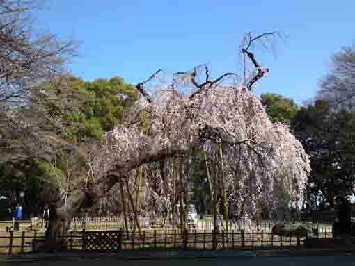 真間山弘法寺の樹齢４００年のしだれ桜
