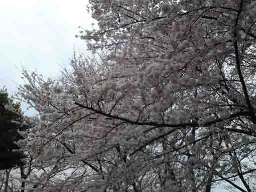 真間山弘法寺の空に広がる桜
