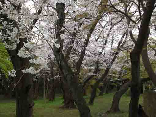 真間山弘法寺の桜の森