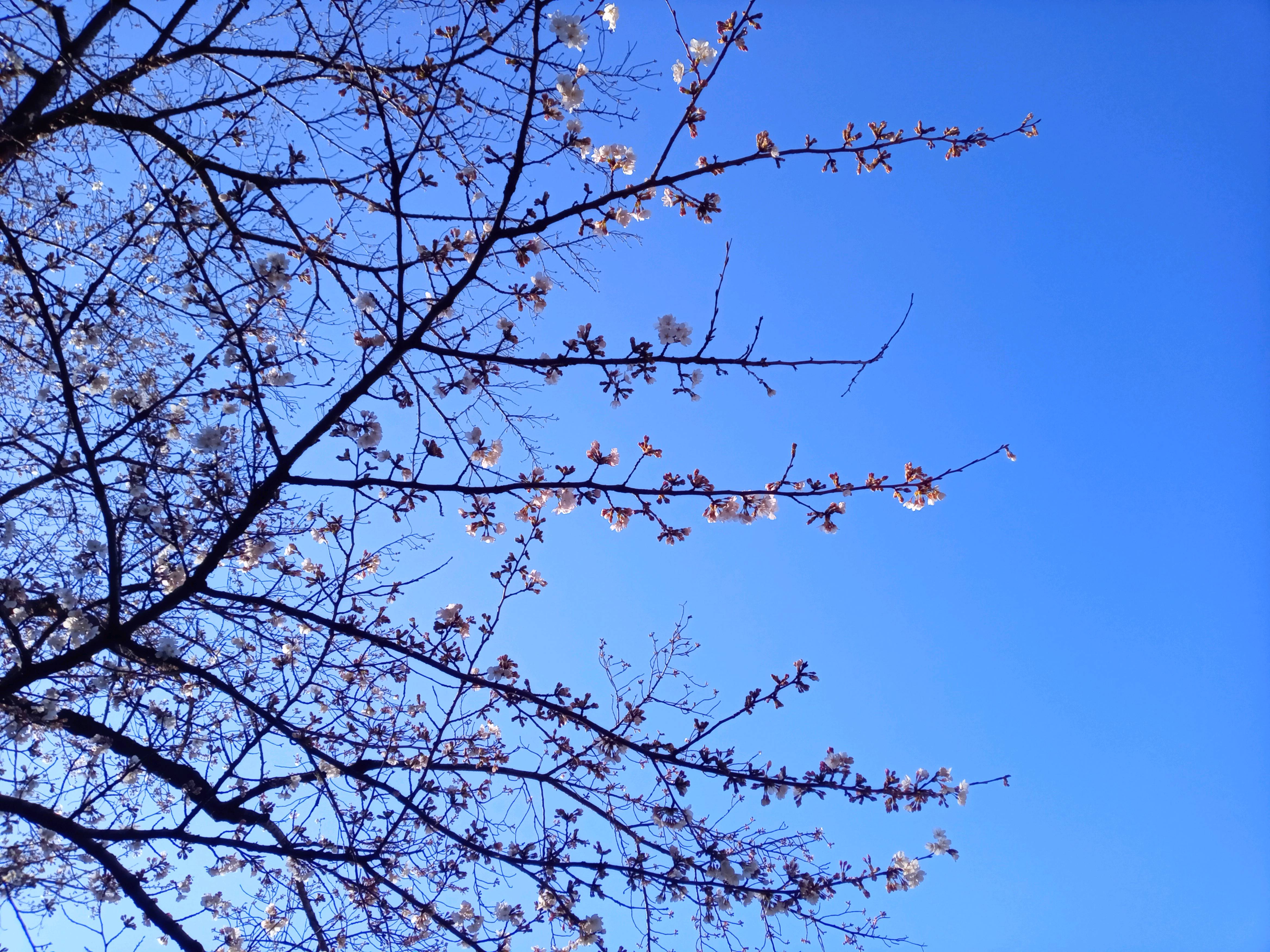令和５年真間山弘法寺で開花したソメイヨシノ