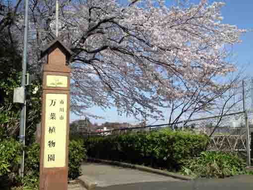 万葉植物園入口前の桜のトンネル