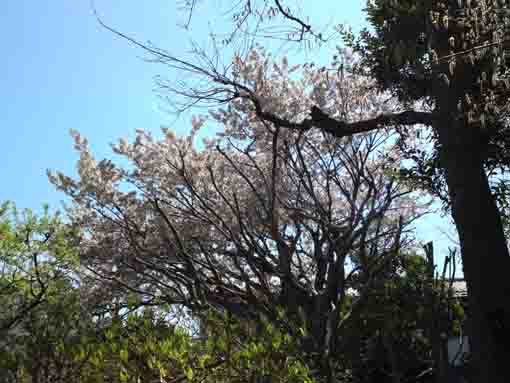 a sakura in Manyo Botanical Garden