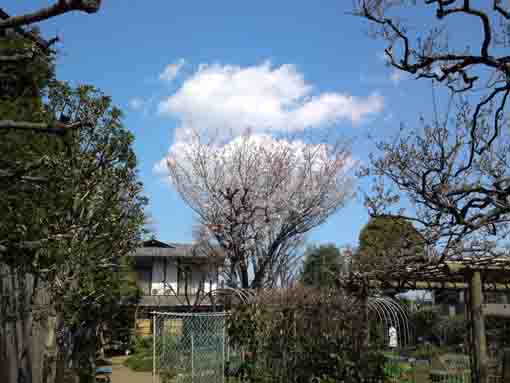 グラスビールのような万葉植物園の山桜