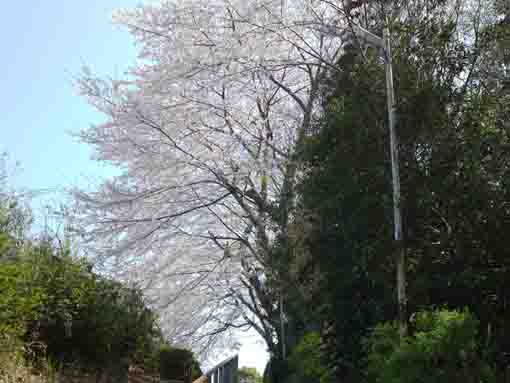 万葉植物園前小径を覆う桜