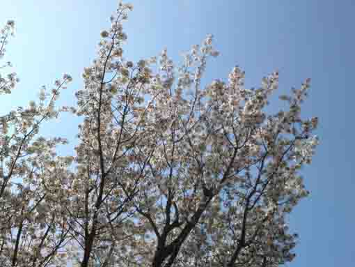 white cherry blossoms in the sun shine