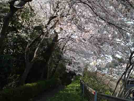 万葉植物園から望む桜のトンネル