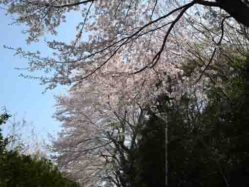 階段下から望む万葉植物園桜並木
