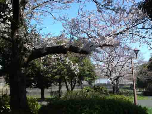 水元公園の桜並木２