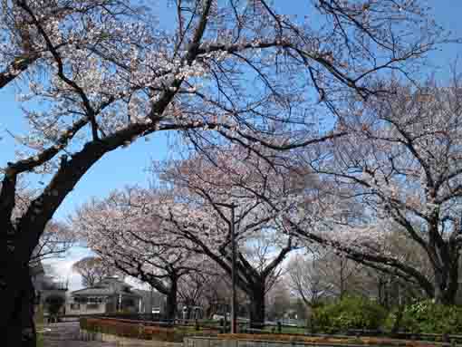 水元公園の桜並木