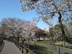 sakura blossoms along Mizumoto Park