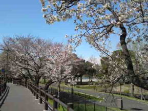 a road on Mizumoto Sakura Tsutsumi