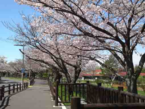 水元さくら堤通り入口付近の桜並木