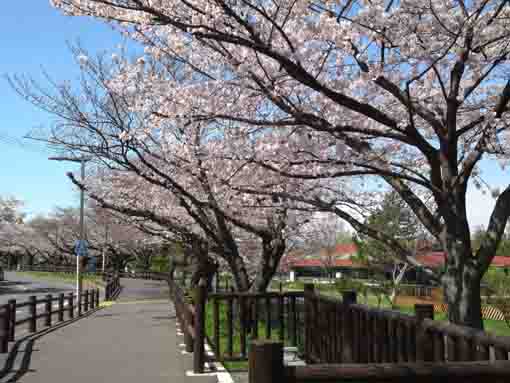 sakura in Mizumoto Sakura Tsutsumi 4