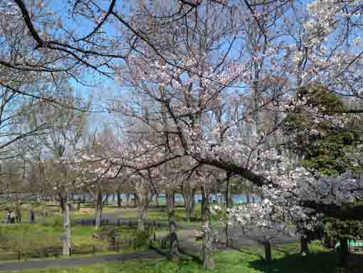 水元公園内の桜