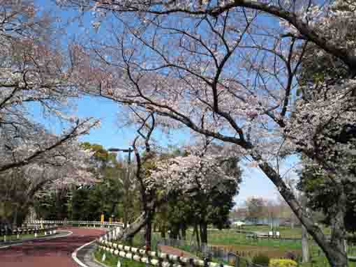 水元公園の桜並木５