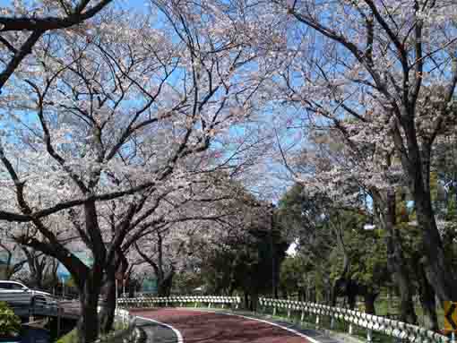 水元公園の桜並木６