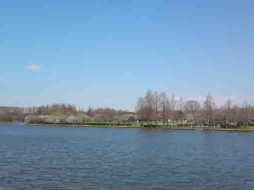 水元公園の池と桜