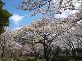 sakura in Mizumoto Sakura Tsutsumi 8