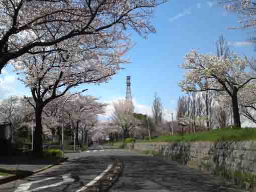 水元公園の桜並木７