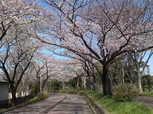 水元公園の桜並木８