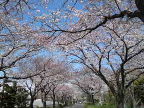 水元さくら堤の桜の花