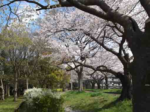水元公園の桜並木とユキヤナギ