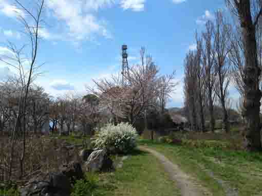 sakura in Mizumoto Sakura Tsutsumi 14