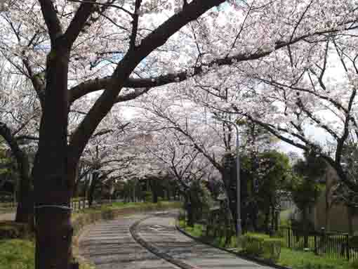 sakura in Mizumoto Sakura Tsutsumi 15