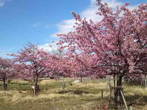 満開の河津桜の森