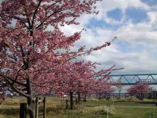 妙典駅付近江戸川土手上に咲く河津桜３