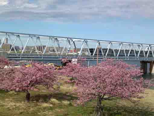 妙典駅付近江戸川土手上に咲く河津桜１