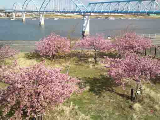 Kawazu Sakura along Edogawa River