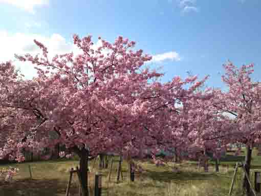 妙典駅付近江戸川土手上に咲く河津桜４