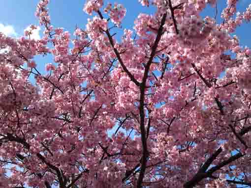 deep pink flowers of Kawazu Sakura