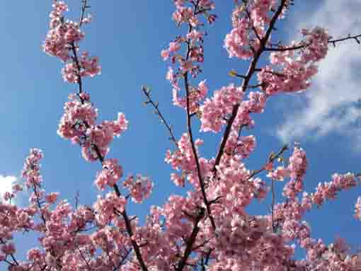 青空と妙典の河津桜