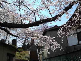 cherry blossoms over the steps