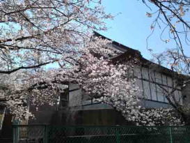 妙正池から望む桜と本堂