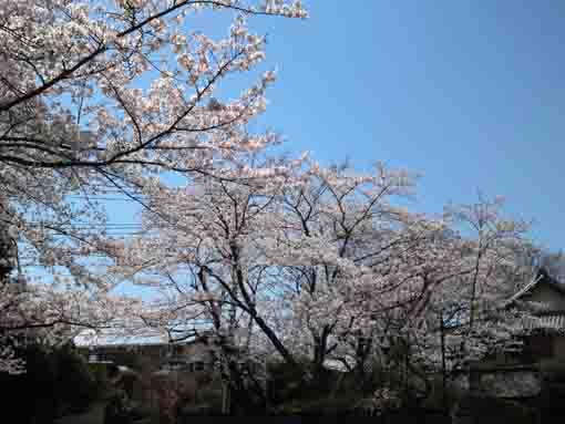 妙正寺の駐車場の桜