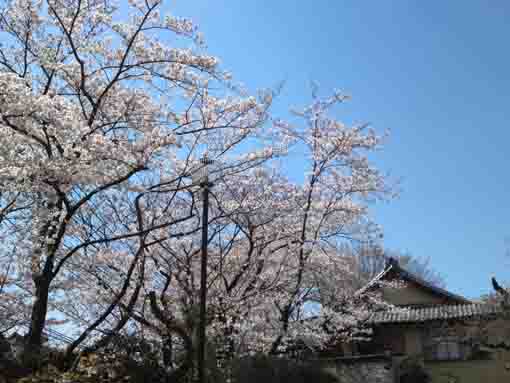 妙正寺本堂と桜