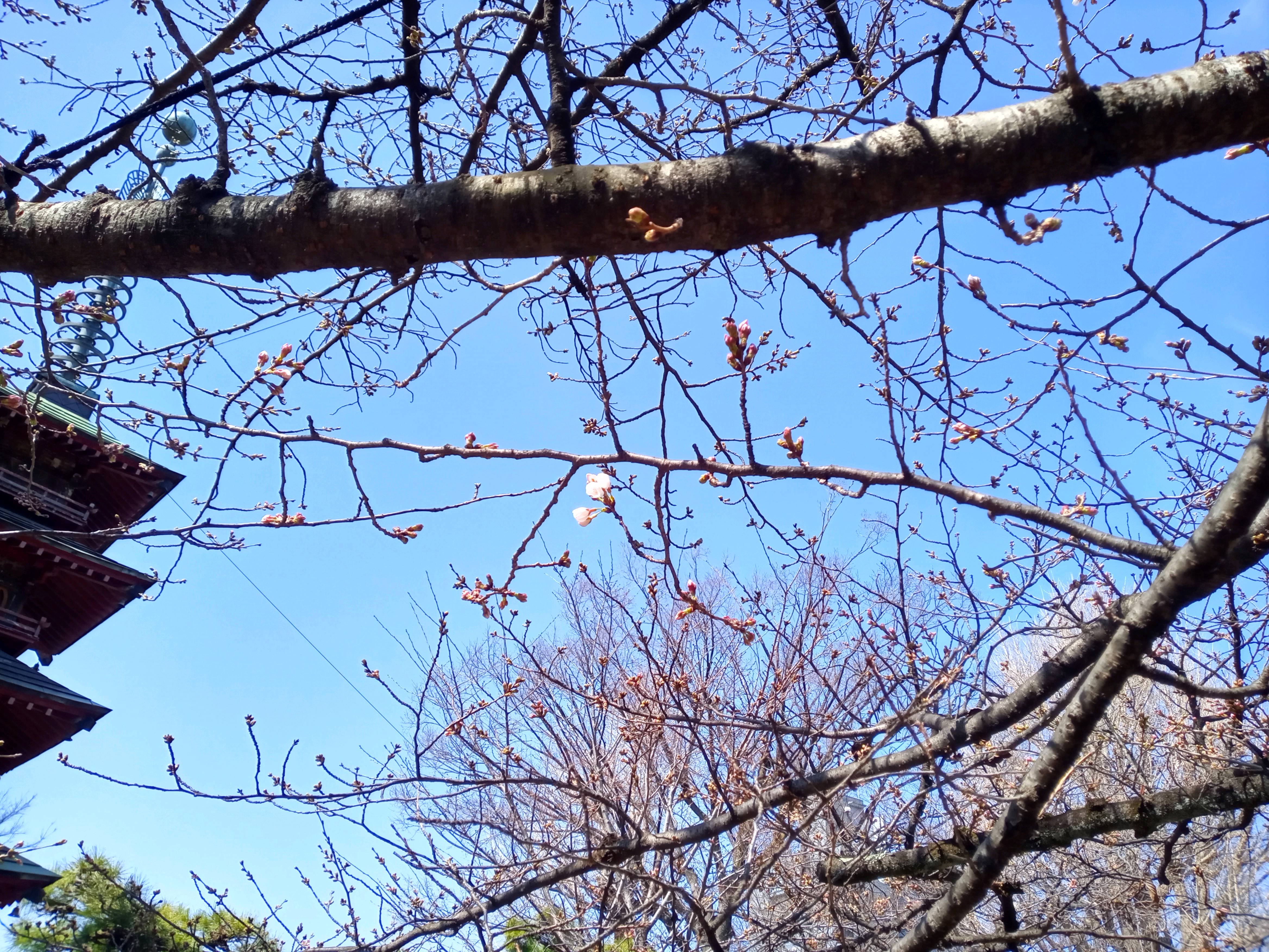 令和５年二之江妙勝寺で開花したソメイヨシノ２