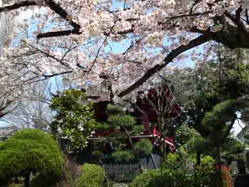 the bell tower and cherry blossoms