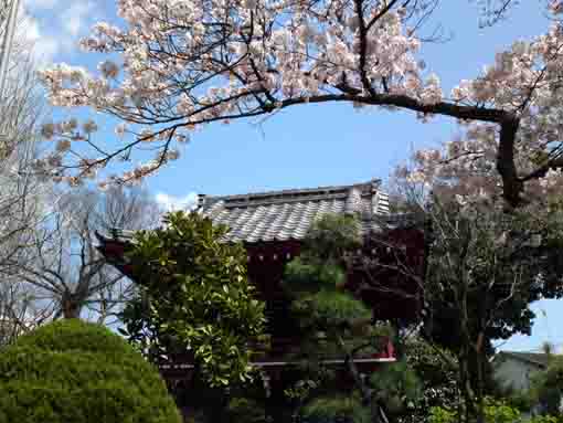 妙勝寺鐘楼堂と桜の木