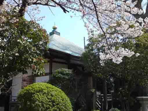 本覚山妙正寺お堂と桜