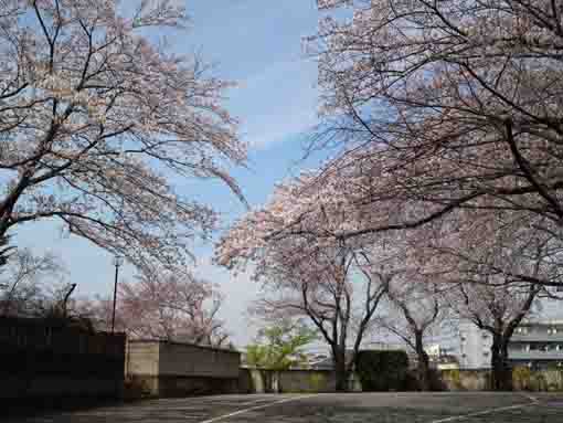 青空と妙正寺駐車場の桜