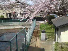 千足池と桜