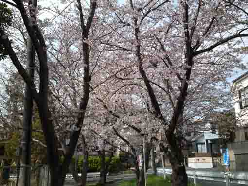 cherry trees beside the high school