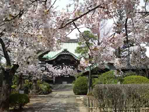 満開の桜と妙勝寺本堂