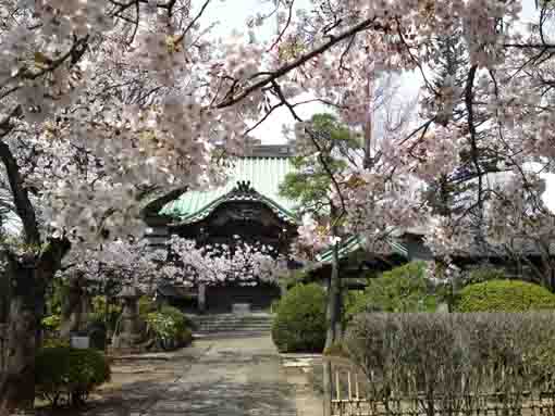 cherry blossoms on the approach road