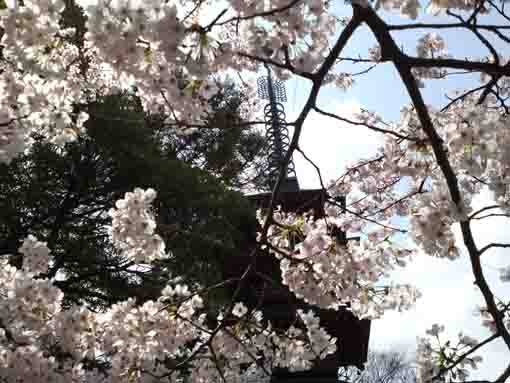 妙勝寺五重塔と桜